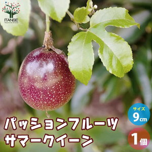 yzpbVt[c T}[NC[ ʎ̕c 9cm|bg 1 ʎc ʎ̕c pbVt[c̕c pbVt[c ʎ ʕ  [