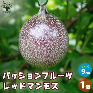 ySSԑSi10OFFzpbVt[c bh}X ʎ̕c 9cm|bg 1 ʎc ʎ̕c pbVt[c̕c pbVt[c ʎ ʕ  [