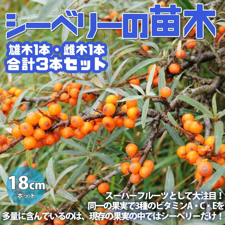楽天市場 送料無料 シーベリー サジー の苗木 お買い得セット 雄木1本雌木2本 合計3本セット スーパーフルーツ 庭植え プランター 花木 植木 庭木 鉢植え 生け垣 シンボルツリー 植物販売のｉｔａｎｓｅ楽天市場店