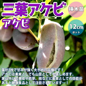 アケビ 苗の人気商品 通販 価格比較 価格 Com