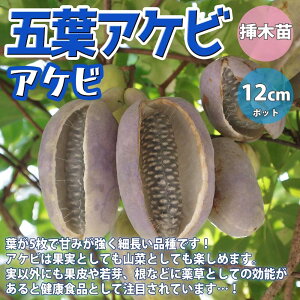 アケビ 苗の人気商品 通販 価格比較 価格 Com