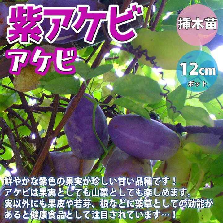 楽天市場 送料無料 アケビの苗木 紫アケビ 果樹苗 2年生 挿木苗12cmポット 1個 アケビ苗 アケビの苗 あけび苗 あけびの苗木 木通の苗 ムベ むべ 木通苗 紫水晶 ジャンボアケビ 薬草 山菜 農園 庭植え 趣味 園芸 収穫 花木 植木 庭木 鉢植え 生け垣 野木瓜 販売店