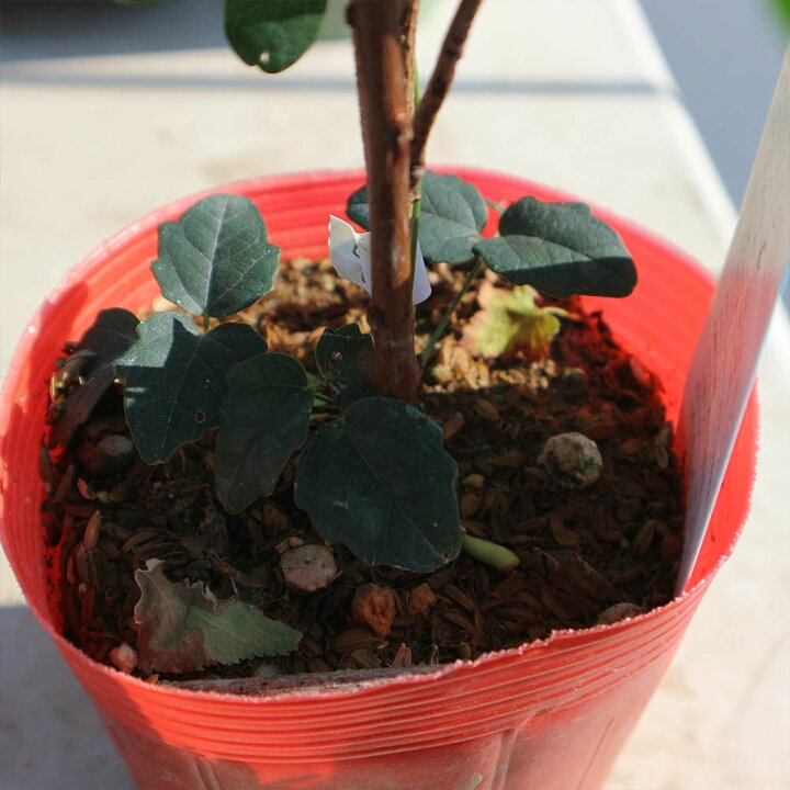 楽天市場 送料無料 アケビの苗木 紫アケビ 果樹苗 2年生 挿木苗12cmポット 1個 アケビ苗 アケビの苗 あけび苗 あけびの苗木 木通の苗 ムベ むべ 木通苗 紫水晶 ジャンボアケビ 薬草 山菜 農園 庭植え 趣味 園芸 収穫 花木 植木 庭木 鉢植え 生け垣 野木瓜 販売店 楽天市場 送料無料 アケビの苗木 紫アケビ 果樹苗 2年生 挿木苗12cmポット 1個 アケビ苗 アケビの苗 あけび苗 あけびの苗木 木通の苗 ムベ むべ 木通苗 紫水晶 ジャンボアケビ 薬草 山菜 農園 庭植え 趣味 園芸 収穫 花木 植木 庭木 鉢植え 生け垣 野木瓜 販売店