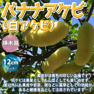 アケビ 苗の人気商品 通販 価格比較 価格 Com アケビ 苗の人気商品 通販 価格比較 価格 Com