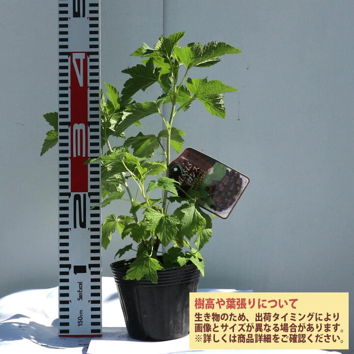 楽天市場 送料無料 カシスの苗木 ブラックカーラント 果樹苗 2年生 挿木苗12cmポット 1個 カシス苗 カシスの苗 クロフサスグリ 黒フサスグリ ブラックカラント かしす苗 かしすの苗木 庭植え 花木 植木 庭木 鉢植え 生け垣 苗販売店 通販 記念樹 植物販売の