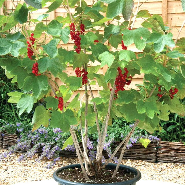 楽天市場 送料無料 カシスの苗木 レッドカラント 果樹苗 2年生 挿木苗12cmポット 1個 カシス苗 カシスの苗 スグリ レッドカーラント かしす苗 かしすの苗木 庭植え 花木 植木 庭木 鉢植え 生け垣 露地植え 販売店 通販 記念樹 シンボルツリー 植物販売の