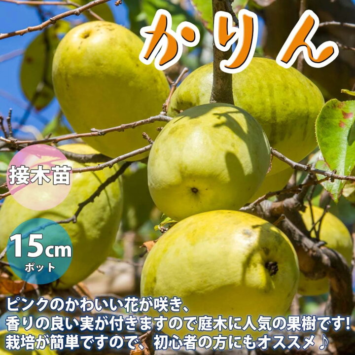 楽天市場 送料無料 カリンの苗木 果樹苗 1年生 接木苗12 15cmポット 1個 かりん苗 かりんの苗 カリン カリンの苗 花梨の苗 花梨の苗木 花櫚 縁起木 バラ科 庭植え 花木 植木 庭木 鉢植え 生け垣 シンボルツリー 記念樹 路地植え 販売店 通販 植物販売の