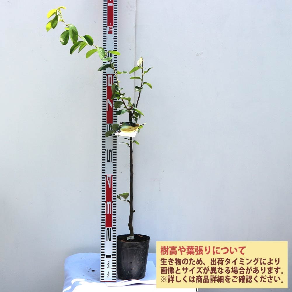 NXstyle 花壇材 擬木 単独300 ×4個 1334044 - ガーデンファニチャー