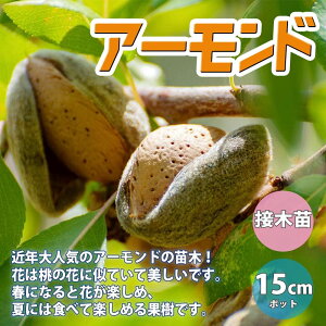 苗 アーモンドの人気商品 通販 価格比較 価格 Com