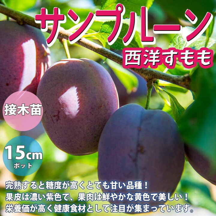 市場 果樹の苗 プラム スモモ 2種受粉樹セット メスレーと大石早生 園芸ネット
