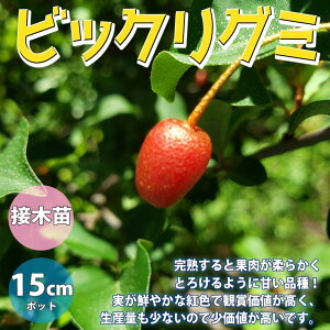 【マラソン期間★ポイント5倍】ビックリグミの苗木 果樹苗 1〜2年生 接木苗15cmポット 1個 グミ苗木 ビックリグミ苗 ビックリグミの苗 ビックリグミの苗木 ナツグミ アキグミ 大王グミ苗 大