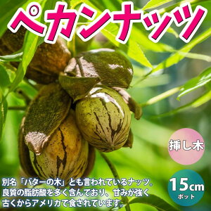 カンナ 苗 苗の人気商品 通販 価格比較 価格 Com