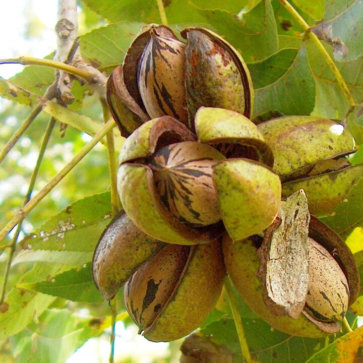 楽天市場 送料無料 ペカンナッツの苗木 果樹苗 2年生 挿し木苗15cmポット 1個 希少品種 珍味 バターの木 フルーツ 果実 自家結実性 受粉樹 両性花 シンボルツリー 庭園果樹 果樹畑 植物販売のｉｔａｎｓｅ楽天市場店