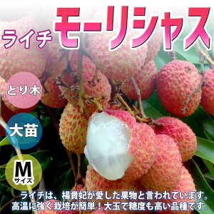 ライチ Diy 工具の通販 価格比較 価格 Com