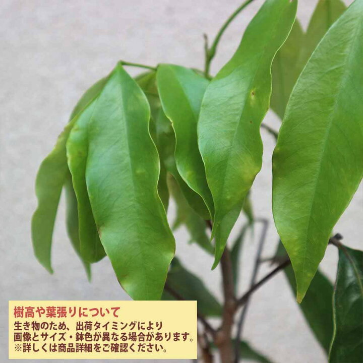 楽天市場】【マラソン期間☆P5倍】ライチの苗木 モーリシャス Mサイズ 