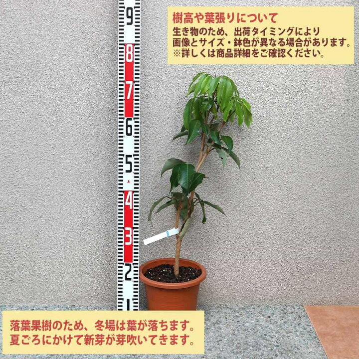 ライチ苗 グリーンダイヤ モーリシャス 6号サイズ （ライチ（レイシ 