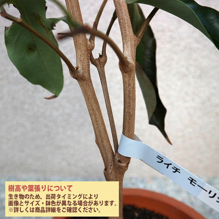 楽天市場 送料無料 ライチの苗木 モーリシャス Lサイズ 果樹の苗木 6号ポット 取り木苗 1個売り ライチ苗 レイシ苗 らいち苗 Lychee苗 フルーツ 苗木 とり木苗 取り木苗 糖度 茘枝 常緑樹 植物販売のｉｔａｎｓｅ楽天市場店