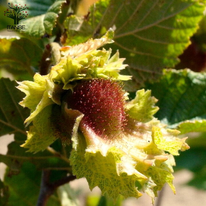 楽天市場 送料無料 ヘーゼルナッツの苗木 サカジャウェア 果樹の苗木 13 5cmポット苗 2年生 挿木苗 1個売り ヘーゼルナッツの苗木 ヘーゼルナッツ苗 ヘーゼルナッツの木 西洋ハシバミ セイヨウハシバミ オイレン酸 植物販売のitanse楽天市場店 楽天市場 送料無料 ヘーゼルナッツの苗木 サカジャウェア 果樹の苗木 13 5cmポット苗 2年生 挿木苗 1個売り ヘーゼルナッツの苗木 ヘーゼルナッツ苗 ヘーゼルナッツの木 西洋ハシバミ セイヨウハシバミ オイレン酸 植物販売のitanse楽天市場店