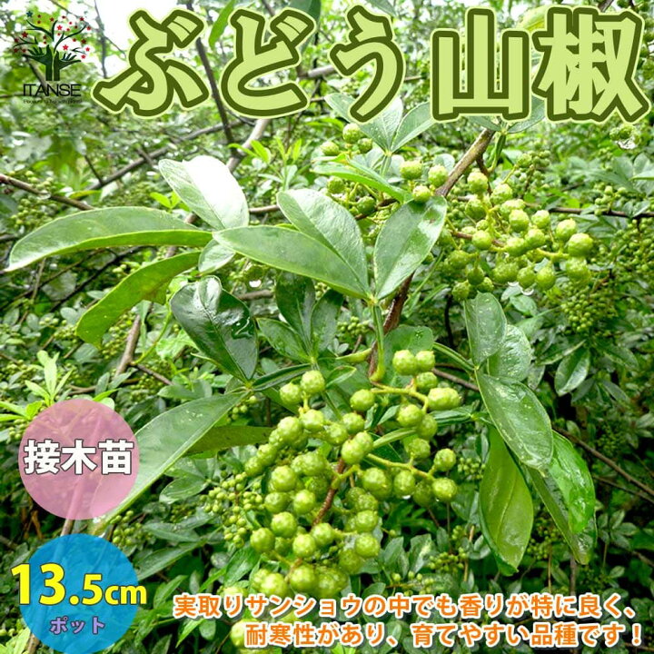 楽天市場 送料無料 山椒の苗木 ぶどう山椒 ブドウサンショ 果樹の苗木 13 5cmポット 1年生 接木苗 1個売り 山椒苗 さんしょう苗 さんしょ苗 サンショウ苗 サンショ苗 花山椒苗 花山椒苗木 花山椒の苗 果樹苗 果樹 果物 ハーブ 栽培 香味 植物販売のｉｔａｎｓｅ