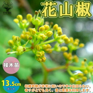 ySSԑSi10OFFzԎR ( niUVE ) R̕c ʎ̕c 13.5cm|bg ږؕc Rc 񂵂傤c 񂵂c TVEc TVc ԎRc ԎRc ԎR̕c ʎc