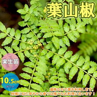 【送料無料】葉山椒 ハザンショウ 山椒の苗木 果樹の苗 9〜10.5cmポット苗 1個売り 山椒苗 さんしょう苗 …