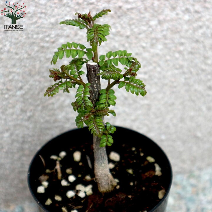 楽天市場 送料無料 葉山椒 ハザンショウ 山椒の苗木 果樹の苗 9 10 5cmポット苗 1個売り 山椒苗 さんしょう苗 さんしょ苗 サンショウ苗 サンショ苗 花山椒苗 花山椒苗木 花山椒の苗 果樹苗 果樹 果物 ハーブ 栽培 ガーデニング 家庭菜園 農園 植物販売の 楽天市場 送料無料 葉山椒 ハザンショウ 山椒の苗木 果樹の苗 9 10 5cmポット苗 1個売り 山椒苗 さんしょう苗 さんしょ苗 サンショウ苗 サンショ苗 花山椒苗 花山椒苗木 花山椒の苗 果樹苗 果樹 果物 ハーブ 栽培 ガーデニング 家庭菜園 農園 植物販売の