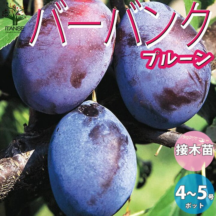 楽天市場 送料無料 バーバンク プルーンの苗木 果樹の苗木 12 15cmポット 1年生 接木苗 1個売り プルーン苗 プルーンの苗 プルーンの木 プルーンの苗木 バーバンクの苗 プラムの苗 プラム苗 西洋すもも 西洋スモモ 植物販売のｉｔａｎｓｅ楽天市場店