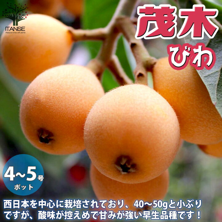 楽天市場 送料無料 茂木 ビワの苗木 果樹の苗木 12 15cmポット 1年生 接木苗 1個売り ビワ苗 びわ苗木 ビワの苗 びわの苗 簡単栽培 ガーデニング 家庭菜園 植物販売のｉｔａｎｓｅ楽天市場店