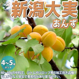 楽天市場 あんず の 実の通販