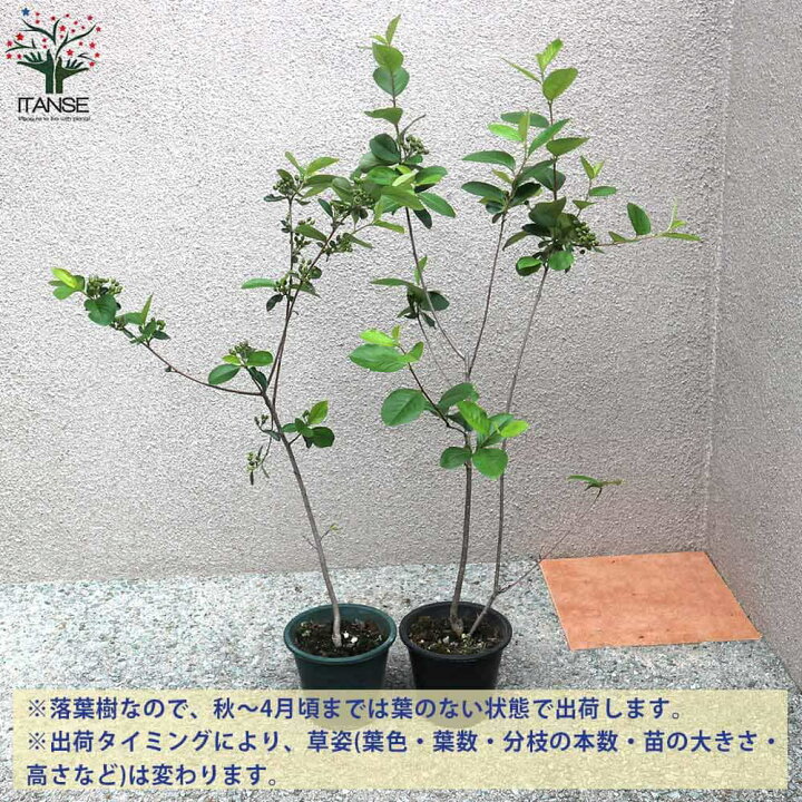 楽天市場 マラソン期間中 P5倍 アロニアメラノカルパの苗木 チョコベリー 果樹の苗木 5号鉢 1個売り アロニア メラノカルパ チョコベリー チョークベリー アローニャ セイヨウカマツカ 果樹苗 果樹 栽培 ガーデニング 植物販売のｉｔａｎｓｅ楽天市場店