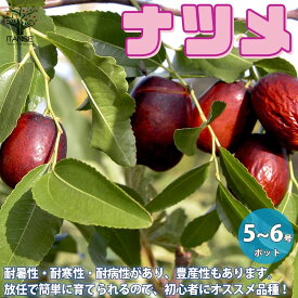 楽天市場 ナツメ 苗 花 ガーデン Diy の通販
