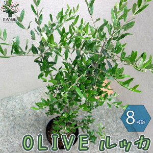 オリーブ 苗木の通販 価格比較 価格 Com