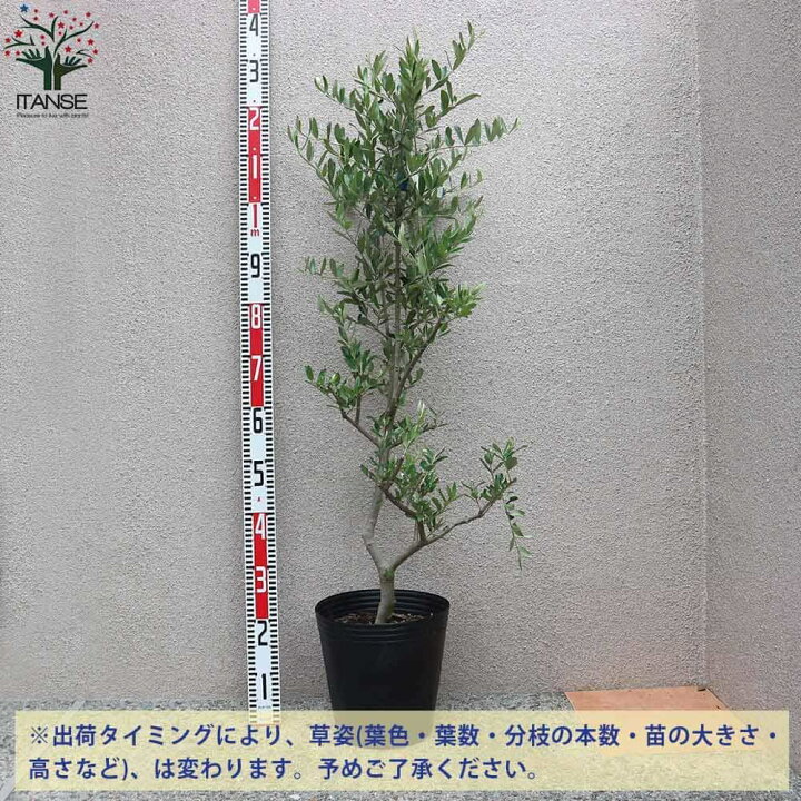 楽天市場 送料無料 ルッカ オリーブの苗木 果樹の苗木 8号鉢 1個売り オリーブ苗 オリーブ苗木 オリーブの苗木 オリーブの苗 おりーぶ Olive シンボルツリー 植物販売のitanse楽天市場店 楽天市場 送料無料 ルッカ オリーブの苗木 果樹の苗木 8号鉢 1個売り オリーブ苗 オリーブ苗木 オリーブの苗木 オリーブの苗 おりーぶ Olive シンボルツリー 植物販売のitanse楽天市場店