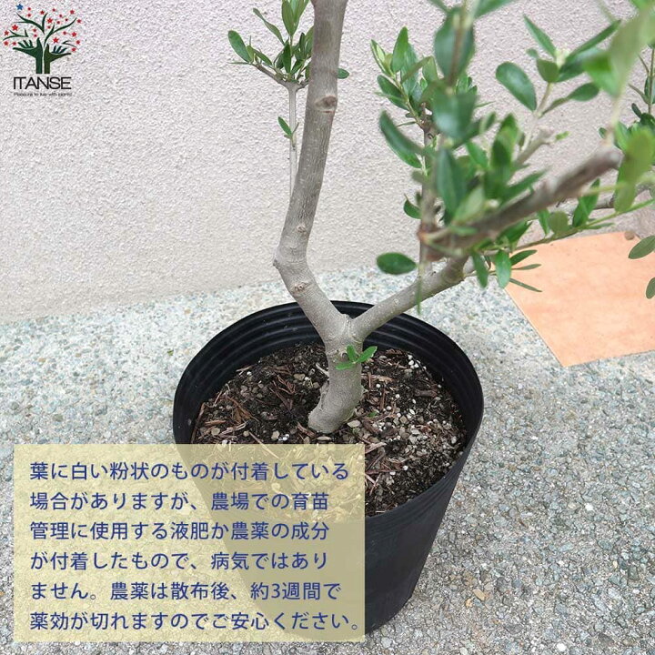 楽天市場 送料無料 ルッカ オリーブの苗木 果樹の苗木 8号鉢 1個売り オリーブ苗 オリーブ苗木 オリーブの苗木 オリーブの苗 おりーぶ Olive シンボルツリー 植物販売のitanse楽天市場店 楽天市場 送料無料 ルッカ オリーブの苗木 果樹の苗木 8号鉢 1個売り オリーブ苗 オリーブ苗木 オリーブの苗木 オリーブの苗 おりーぶ Olive シンボルツリー 植物販売のitanse楽天市場店