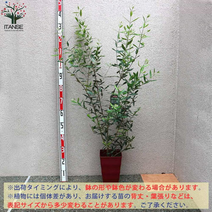 94円 新作ウエア 送料無料 オリーブの苗木 ひなかぜ 果樹の苗木 6号 94円 新作ウエア 送料無料 オリーブの苗木 ひなかぜ 果樹の苗木 6号