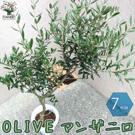 楽天市場 オリーブ 苗木の通販