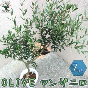 ySSԑSi10OFFz}Uj 肵c I[u̕c ʎ̕c 7 5N }ؕc 1 I[uc I[uc [ ЂȂ hinakaze olive V{c[
