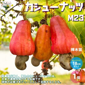 楽天市場 シューナッツ 花 ガーデン Diy の通販