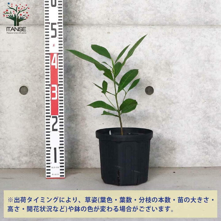 楽天市場 送料無料 M23 カシューナッツの苗木 果樹の苗木 18cm鉢 2年生 実生苗 1個売り カシューナッツの苗木 カシューナッツの苗 カシューアップル 果樹苗 熱帯果樹 簡単栽培 ガーデニング 植物販売のｉｔａｎｓｅ楽天市場店