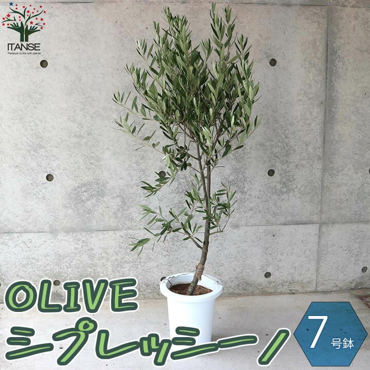 楽天市場 送料無料 シプレッシーノ 鉢物なのでほぼ年中植付けok オリーブの苗木 果樹の苗木 7号鉢 幹が太くしっかりした大苗 5年生 挿し木苗 1個売り オリーブ苗 オリーブ苗木 Olive シンボルツリー 植物販売のitanse楽天市場店 楽天市場 送料無料 シプレッシーノ 鉢物なのでほぼ年中植付けok オリーブの苗木 果樹の苗木 7号鉢 幹が太くしっかりした大苗 5年生 挿し木苗 1個売り オリーブ苗 オリーブ苗木 Olive シンボルツリー 植物販売のitanse楽天市場店