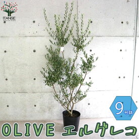 楽天市場 オリーブ ひなかぜの通販