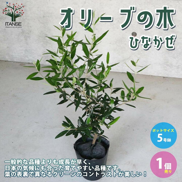 楽天市場 送料無料 ひなかぜ オリーブの苗木 果樹の苗木 5号ポット苗 2年生 挿し木苗 1個売り オリーブ苗 オリーブ苗木 オリーブの苗木 オリーブ の苗 おりーぶ ひなかぜ Hinakaze Olive シンボルツリー 植物販売のｉｔａｎｓｅ楽天市場店