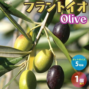 yztgCI I[u̕c ʎ̕c 5|bgc 2N }ؕc 1 I[uc I[uc I[u̕c I[u̕c [ olive V{c[ ƒ؉ 