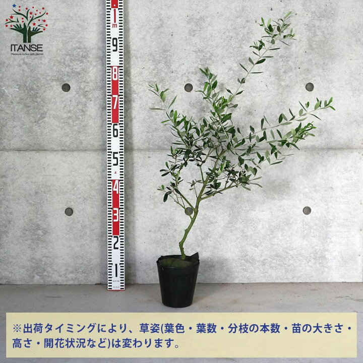 未使用品 オリーブ苗木 フラントイオ 40 病害虫に強い品種 人気常緑樹 Metrocentreom Com