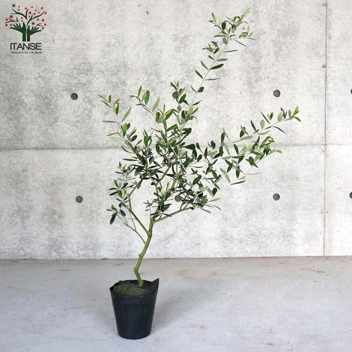 未使用品 オリーブ苗木 フラントイオ 40 病害虫に強い品種 人気常緑樹 Metrocentreom Com