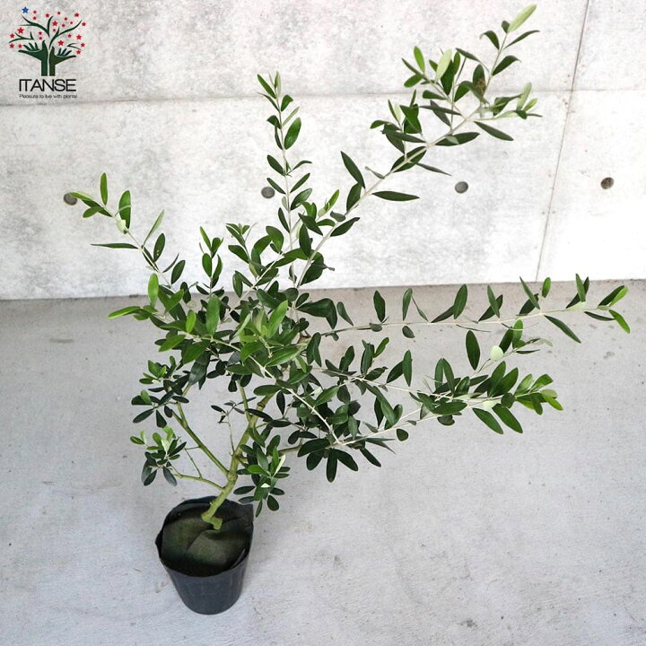 未使用品 オリーブ苗木 フラントイオ 40 病害虫に強い品種 人気常緑樹 Metrocentreom Com