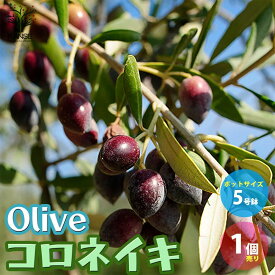 楽天市場 オリーブ 挿し木の通販