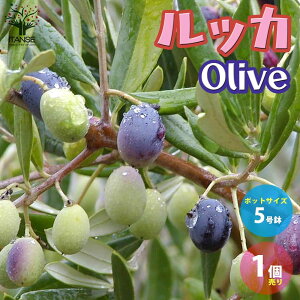 ySSԑSi10OFFzbJ I[u̕c ʎ̕c 5|bgc 2N }ؕc 1 I[uc I[uc I[u̕c I[u̕c [ olive V{c[ ƒ؉ 