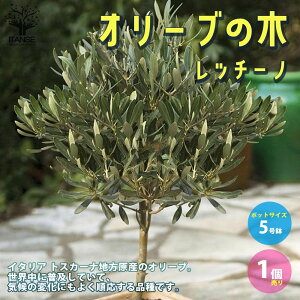 オリーブ 苗の人気商品 通販 価格比較 価格 Com