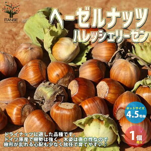 【送料無料】ハレシェリーゼン ヘーゼルナッツの苗木 果樹の苗木 13.5cmポット 2年生 挿し木苗 1個売り ヘーゼルナッツの苗木 ヘーゼルナッツ苗 ヘーゼルナッツの木 西洋ハシバミ セイヨウハ